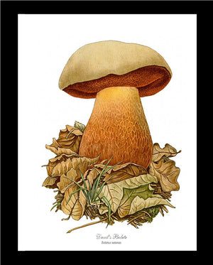 Devil's Bolete Mushroom | Vintage Mushroom Art Print
