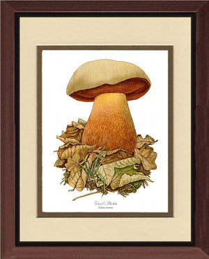 Devil's Bolete Mushroom | Vintage Mushroom Art Print