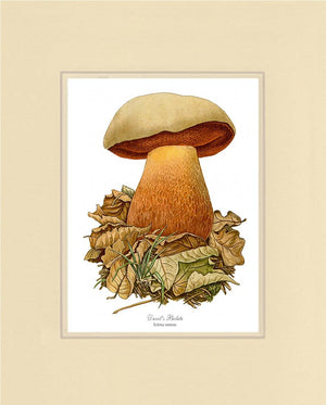 Devil's Bolete Mushroom | Vintage Mushroom Art Print