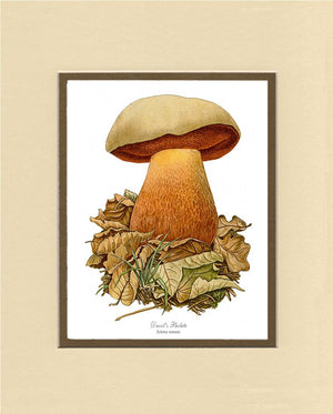 Devil's Bolete Mushroom | Vintage Mushroom Art Print