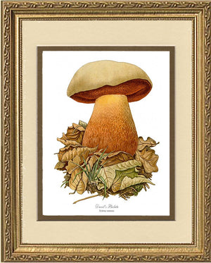 Devil's Bolete Mushroom | Vintage Mushroom Art Print