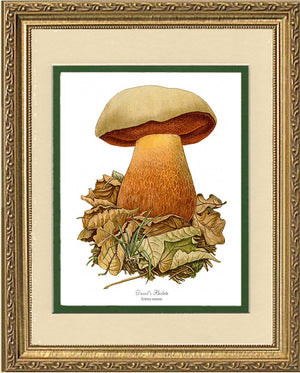 Devil's Bolete Mushroom | Vintage Mushroom Art Print