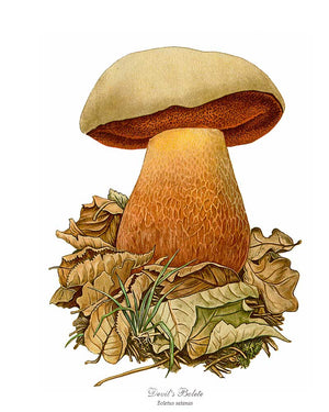 Devil's Bolete Mushroom | Vintage Mushroom Art Print