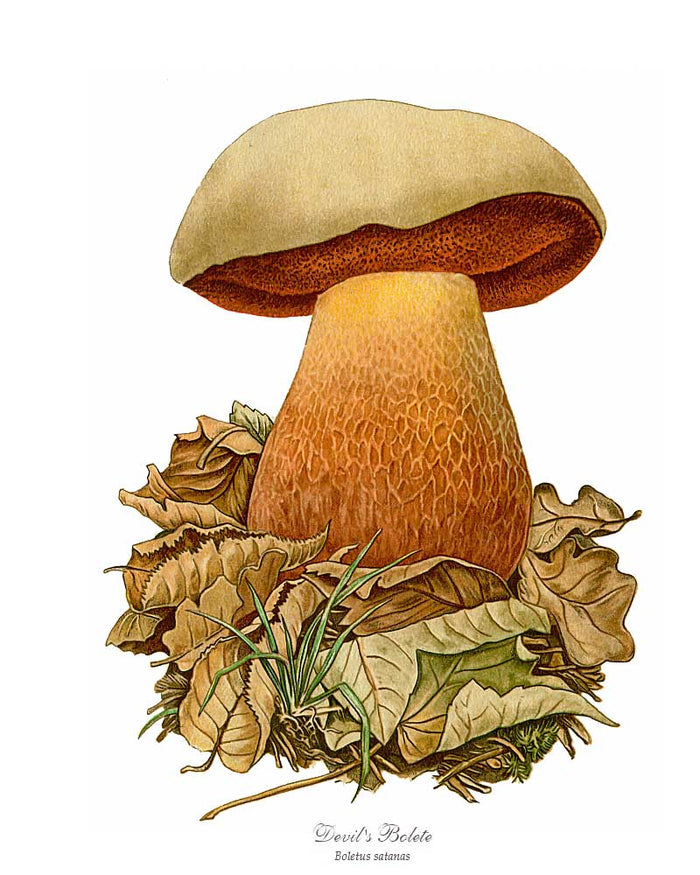 Devil's Bolete Mushroom | Vintage Mushroom Art Print