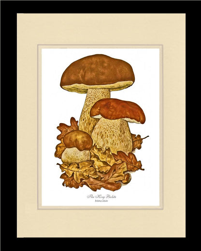 King Bolete Mushroom | Vintage Mushroom Art Print