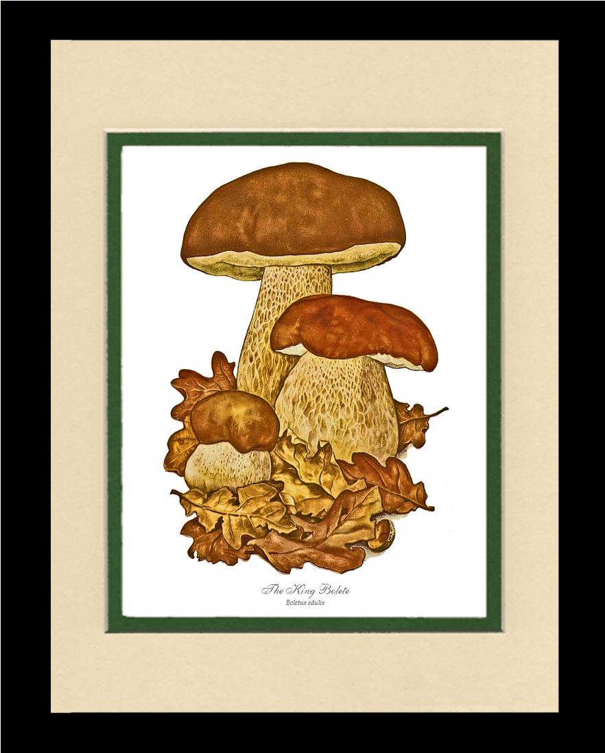 King Bolete Mushroom | Vintage Mushroom Art Print