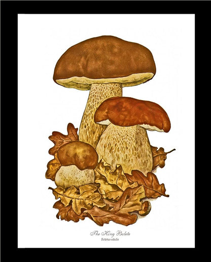 King Bolete Mushroom | Vintage Mushroom Art Print