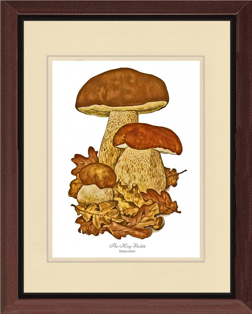 King Bolete Mushroom | Vintage Mushroom Art Print