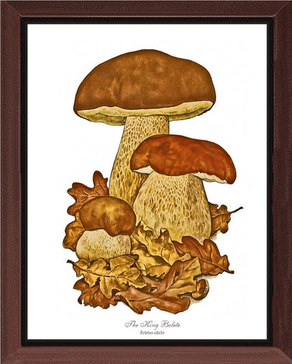 King Bolete Mushroom | Vintage Mushroom Art Print