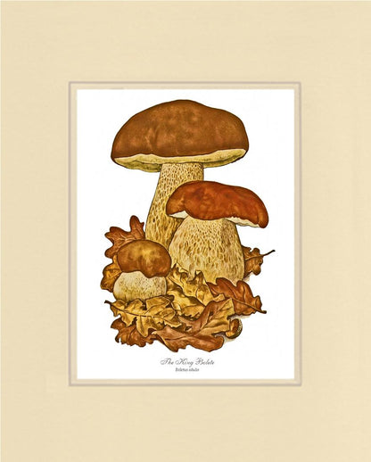 King Bolete Mushroom | Vintage Mushroom Art Print
