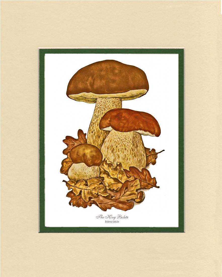 King Bolete Mushroom | Vintage Mushroom Art Print