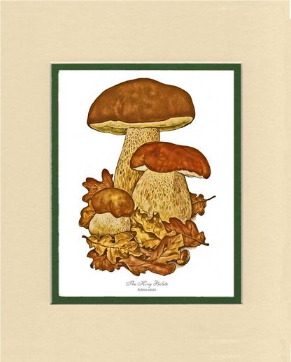 King Bolete Mushroom | Vintage Mushroom Art Print