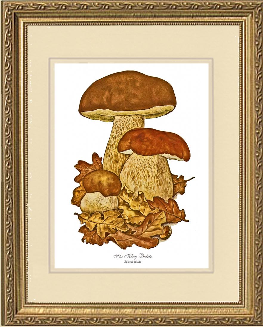 King Bolete Mushroom | Vintage Mushroom Art Print