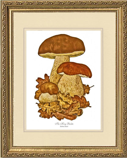 King Bolete Mushroom | Vintage Mushroom Art Print