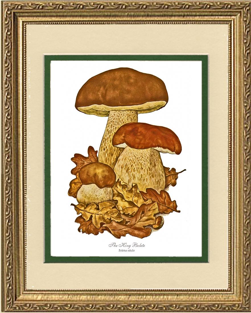 King Bolete Mushroom | Vintage Mushroom Art Print