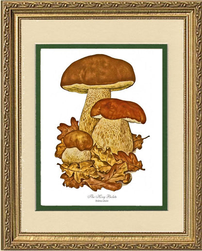 King Bolete Mushroom | Vintage Mushroom Art Print