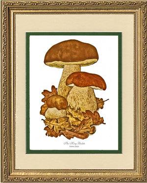 King Bolete Mushroom