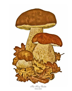 Mushroom Print: King Bolete Mushroom