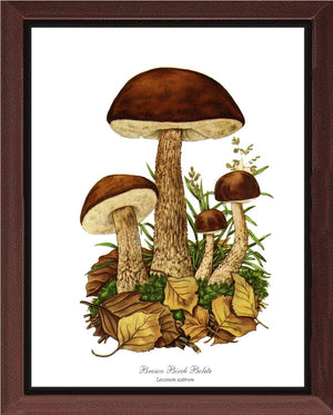 Brown Birch Bolete Mushroom