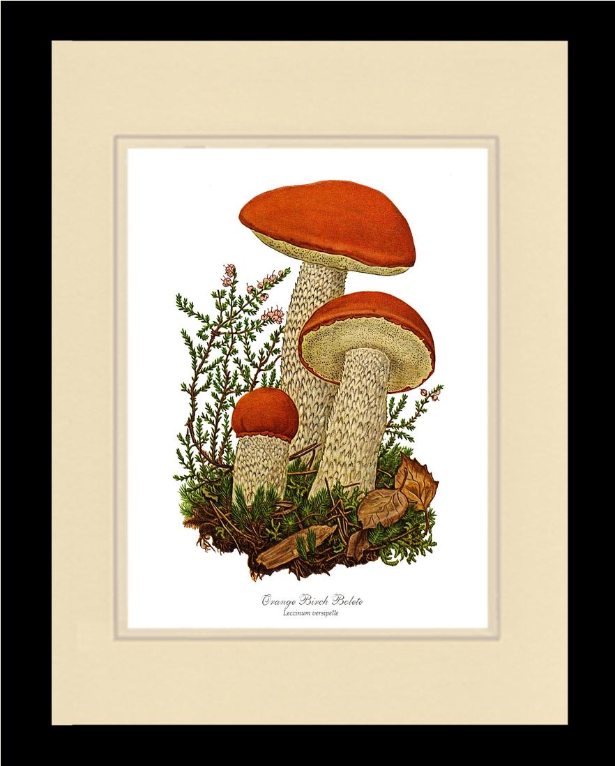 Orange Birch Bolete Mushroom | Vintage Mushroom Art Print