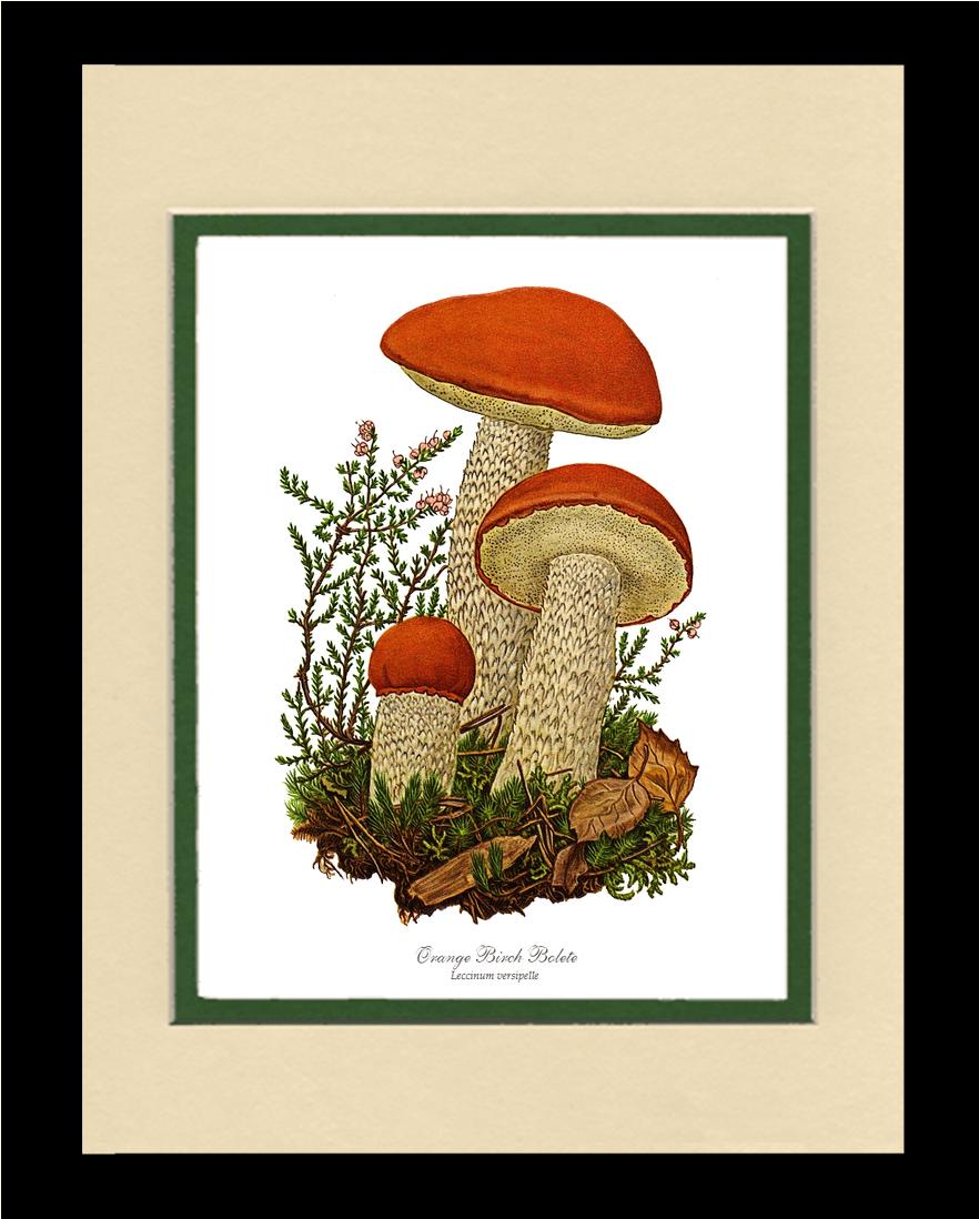 Orange Birch Bolete Mushroom | Vintage Mushroom Art Print