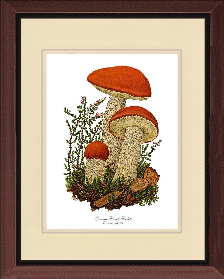 Orange Birch Bolete Mushroom | Vintage Mushroom Art Print