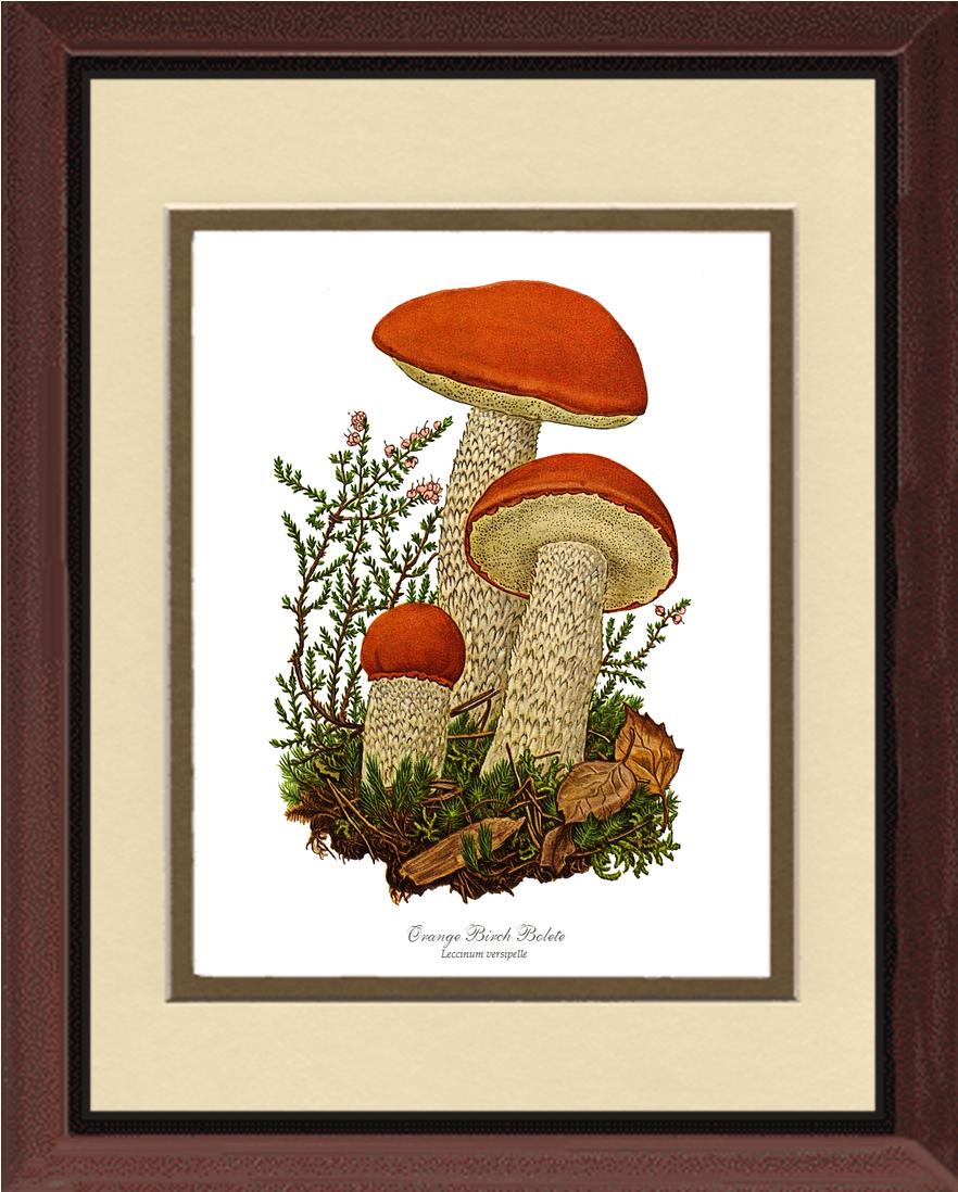Orange Birch Bolete Mushroom | Vintage Mushroom Art Print
