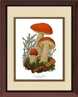 Orange Birch Bolete Mushroom
