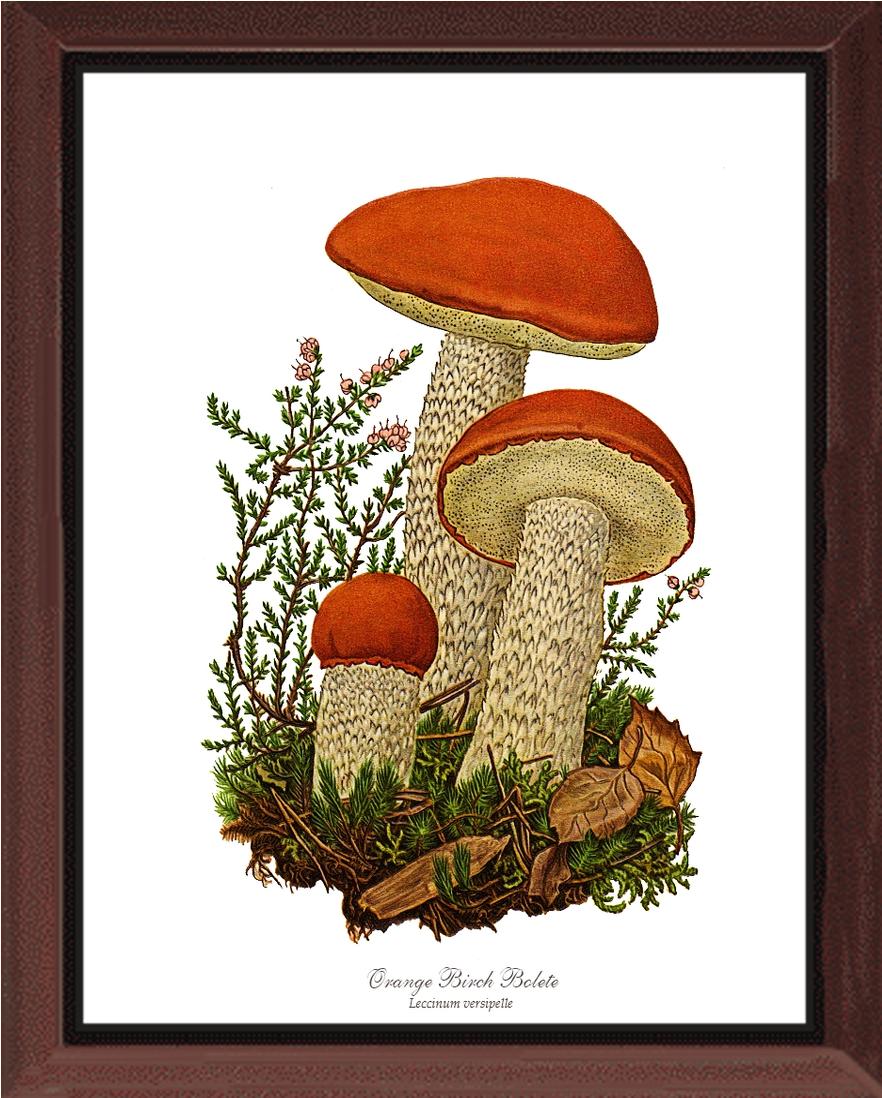 Orange Birch Bolete Mushroom | Vintage Mushroom Art Print