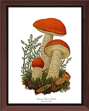 Orange Birch Bolete Mushroom