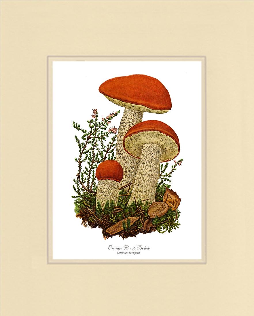 Orange Birch Bolete Mushroom | Vintage Mushroom Art Print