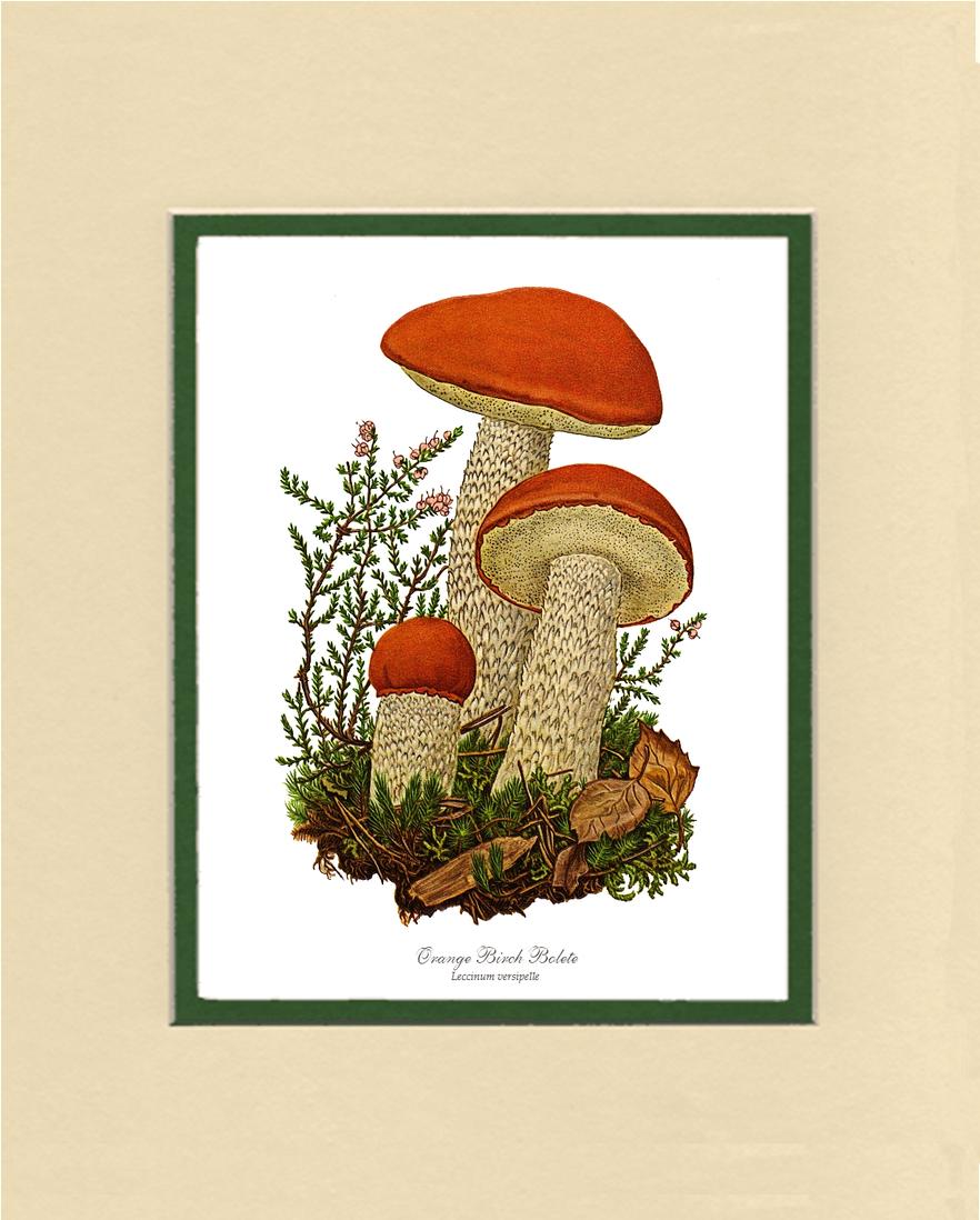 Orange Birch Bolete Mushroom | Vintage Mushroom Art Print