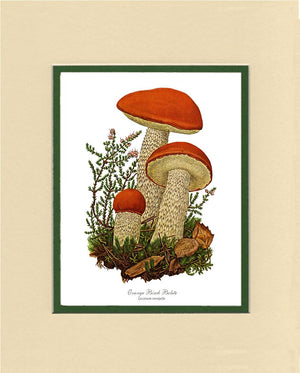 Orange Birch Bolete Mushroom