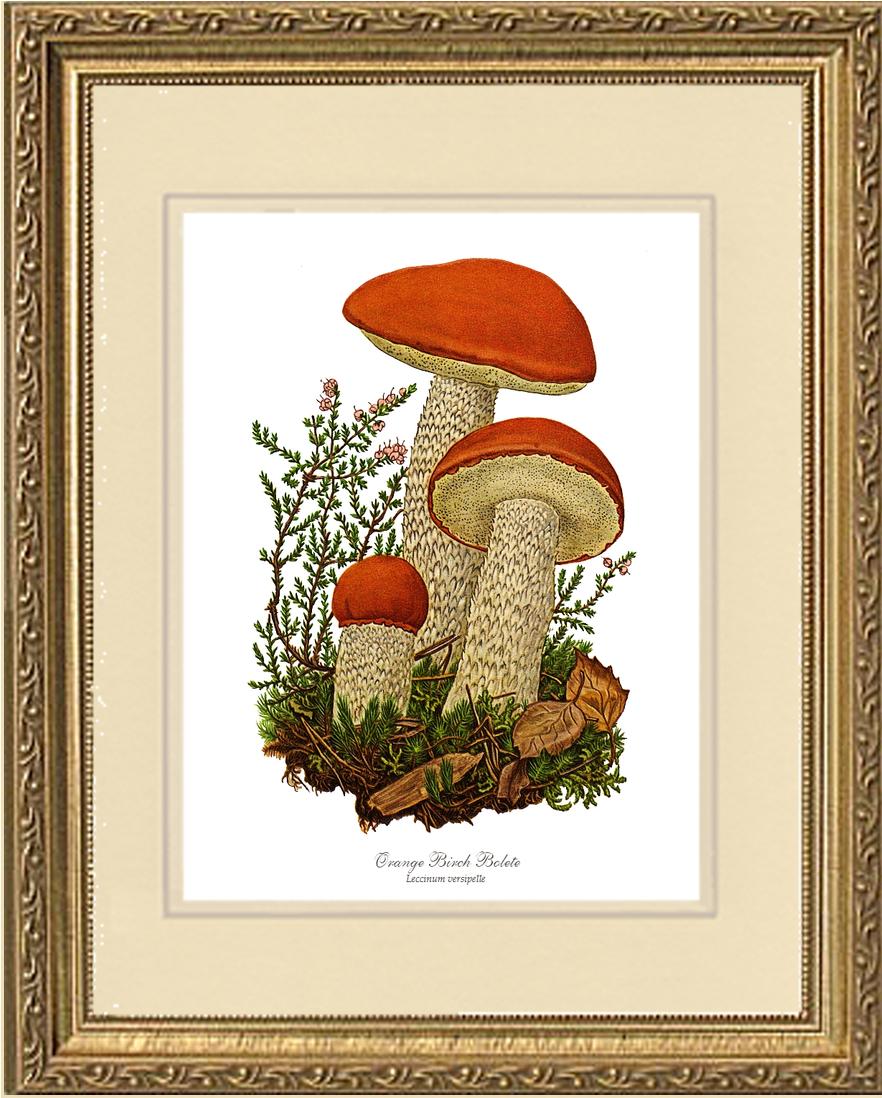 Orange Birch Bolete Mushroom | Vintage Mushroom Art Print