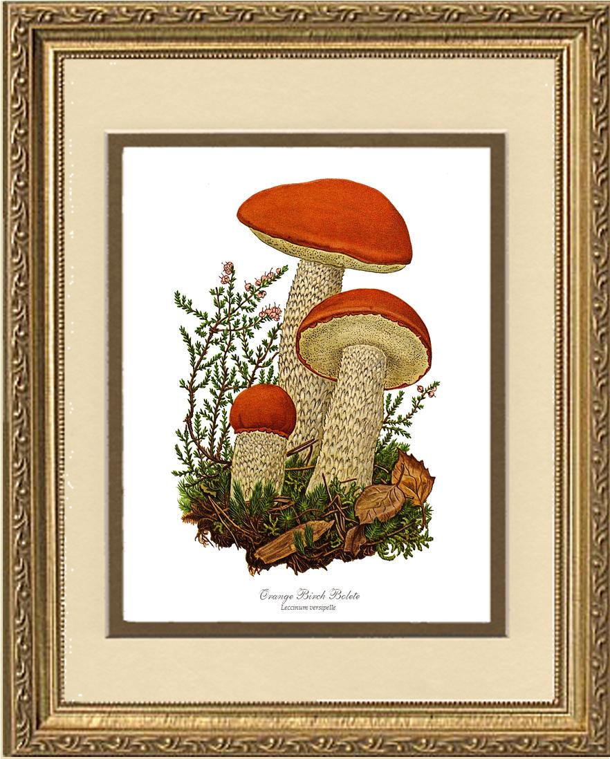 Orange Birch Bolete Mushroom | Vintage Mushroom Art Print