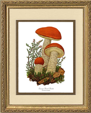 Orange Birch Bolete Mushroom