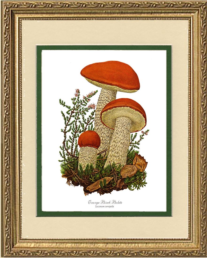 Orange Birch Bolete Mushroom | Vintage Mushroom Art Print