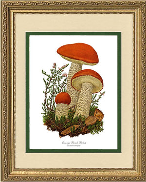 Orange Birch Bolete Mushroom