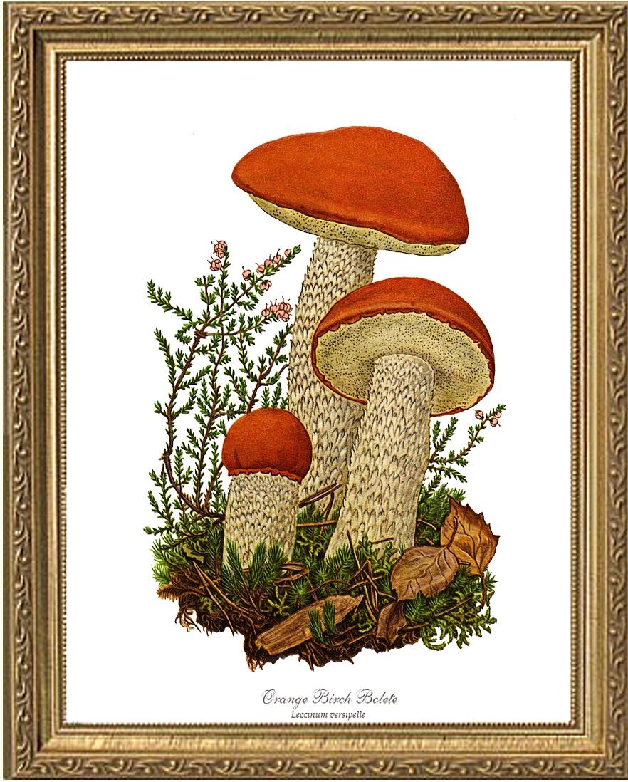 Orange Birch Bolete Mushroom | Vintage Mushroom Art Print
