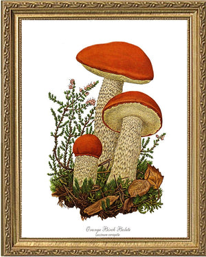 Orange Birch Bolete Mushroom
