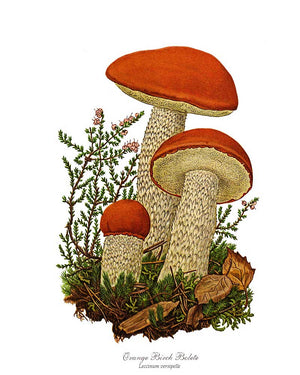 Mushroom Print: Orange Birch Bolete Mushroom