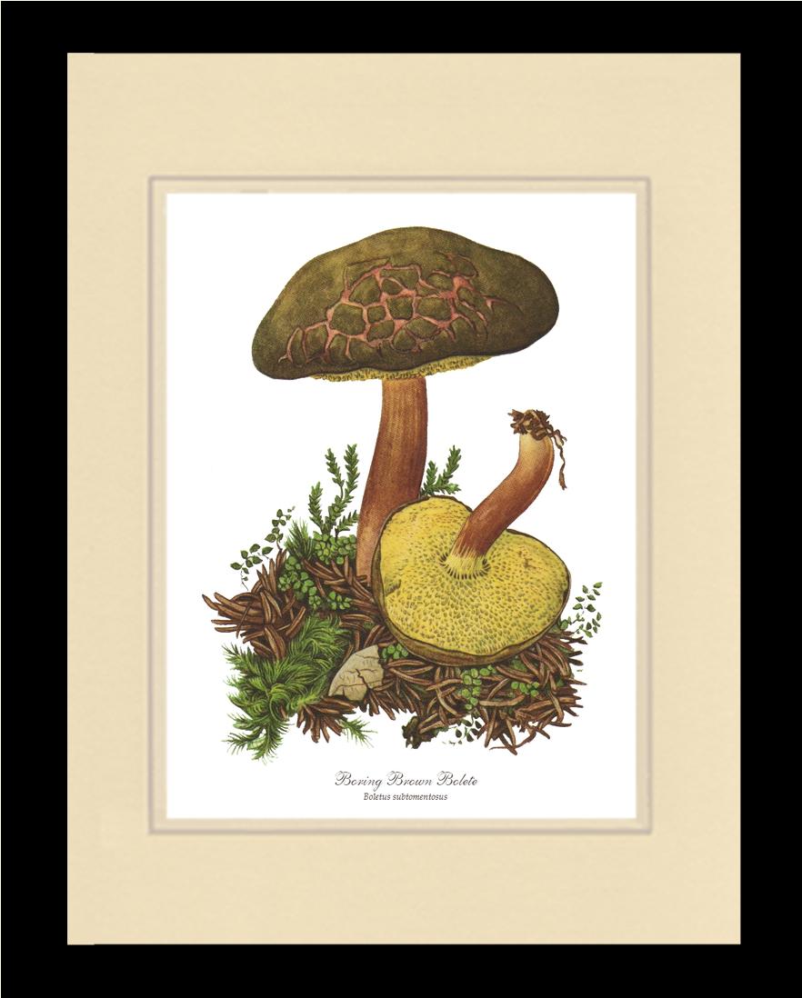 Boring Brown Bolete Mushroom | Vintage Mushroom Art Print