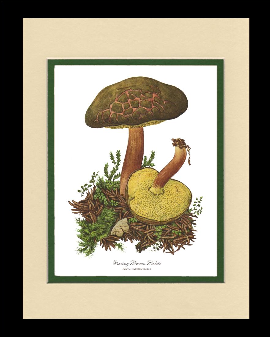 Boring Brown Bolete Mushroom | Vintage Mushroom Art Print