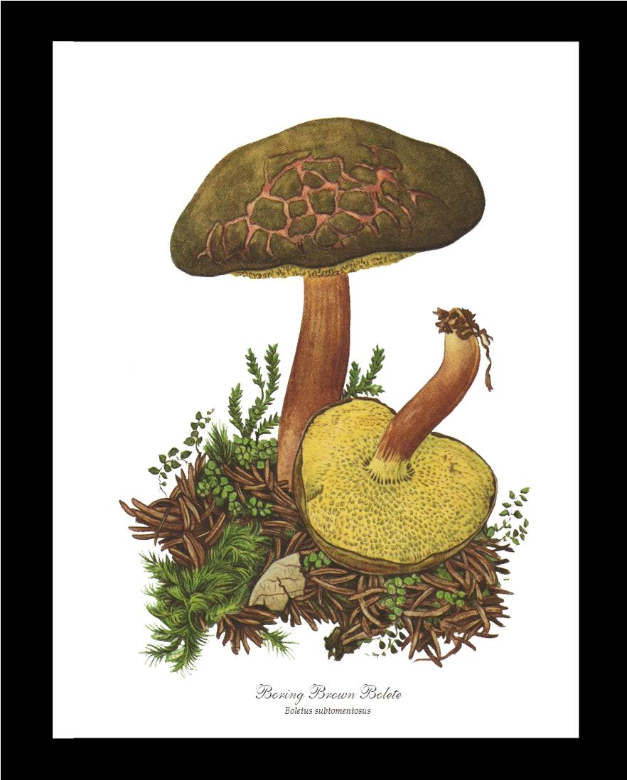 Boring Brown Bolete Mushroom | Vintage Mushroom Art Print