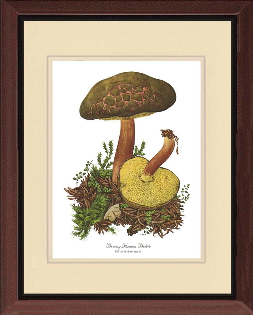 Boring Brown Bolete Mushroom | Vintage Mushroom Art Print