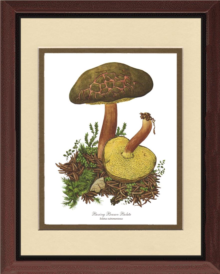 Boring Brown Bolete Mushroom | Vintage Mushroom Art Print