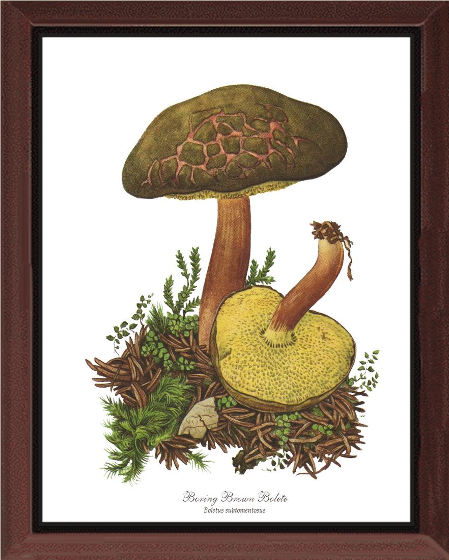 Boring Brown Bolete Mushroom | Vintage Mushroom Art Print