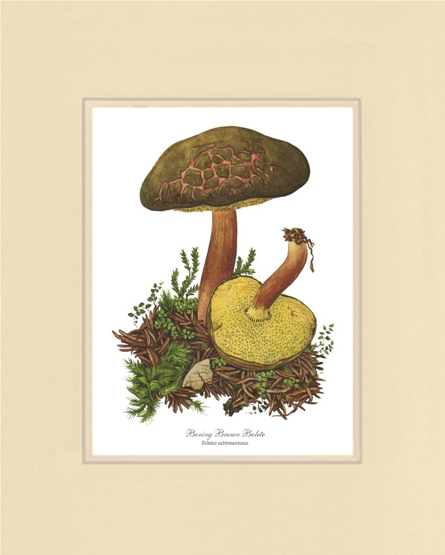 Boring Brown Bolete Mushroom | Vintage Mushroom Art Print