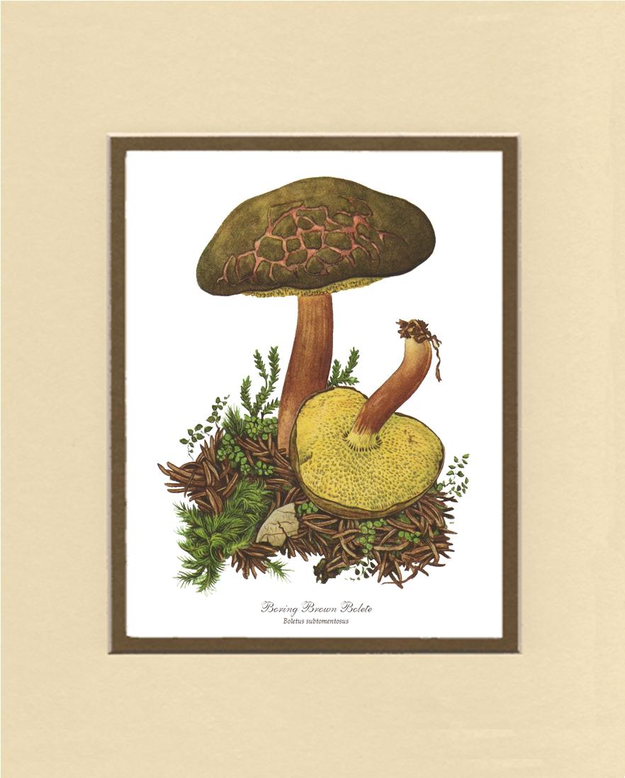 Boring Brown Bolete Mushroom | Vintage Mushroom Art Print