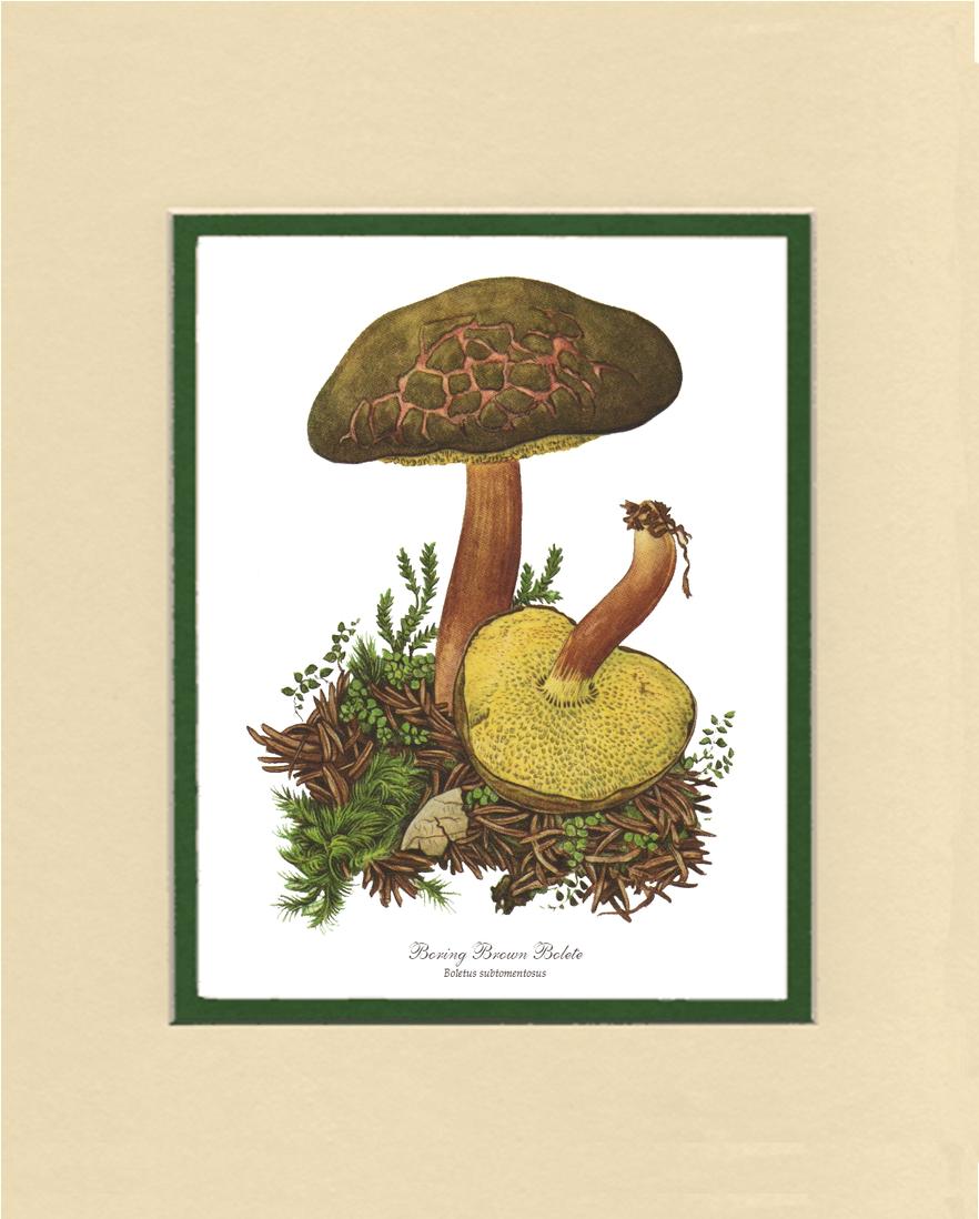 Boring Brown Bolete Mushroom | Vintage Mushroom Art Print